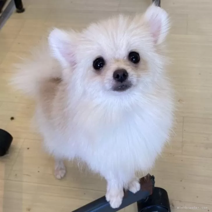 ID：2405-02487の子犬