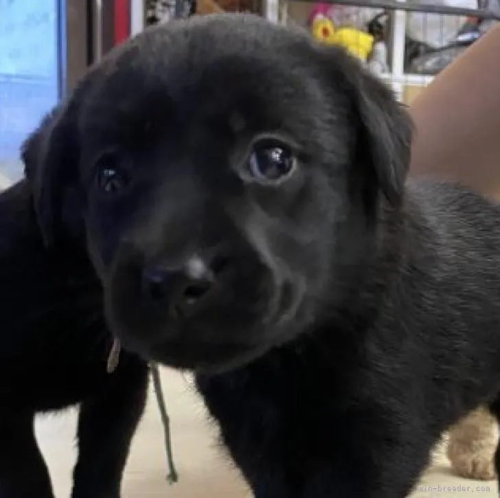 ID：2208-05476の子犬