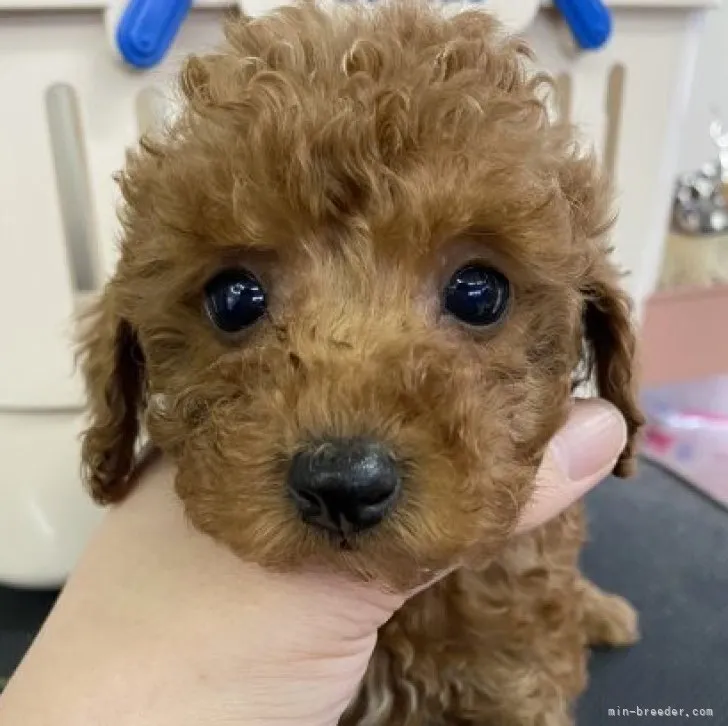 ID：2302-00853の子犬