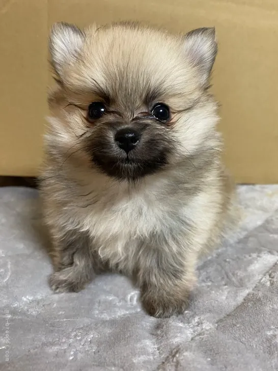 ID:2112-01512の子犬