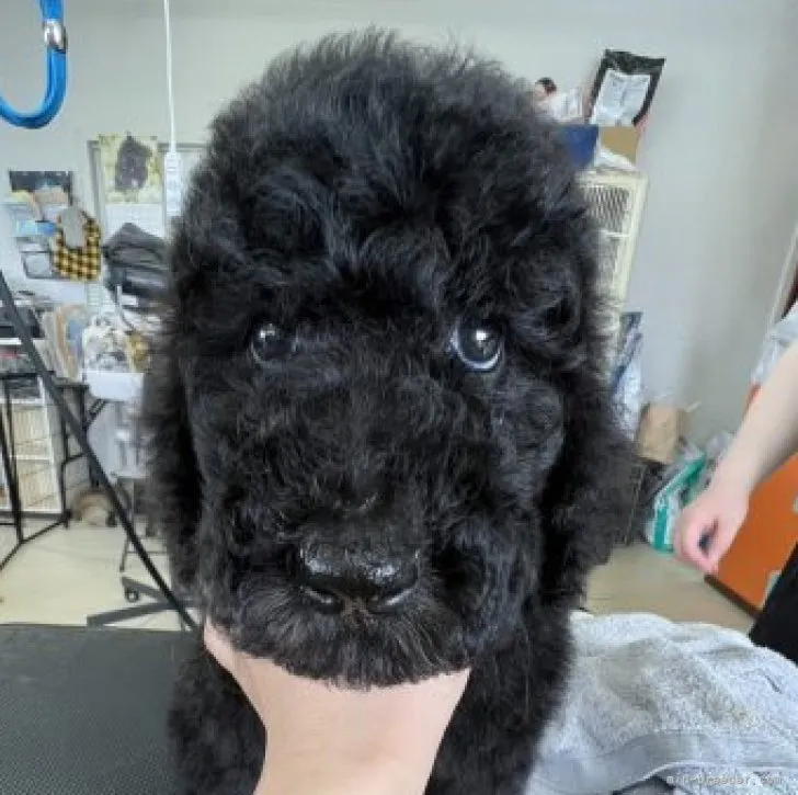 ID:2303-04010の子犬