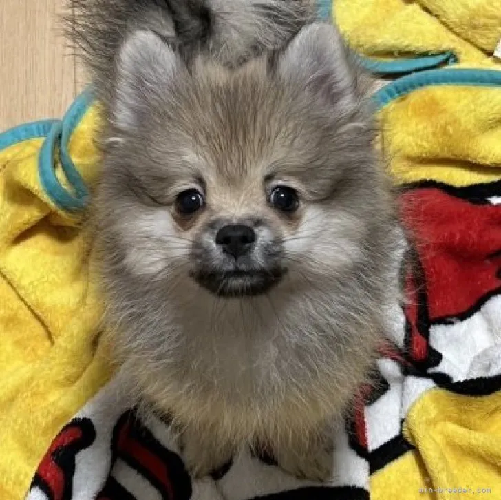 ID:2309-03688の子犬