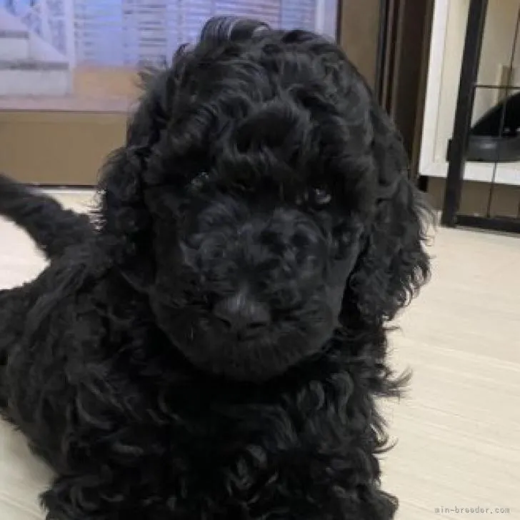 ID：2209-02899の子犬