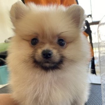 ポメラニアン【愛知県・女の子・2023年2月2日・ウルフセーブル】の写真「4／5時点566g小柄な子です！パパ極小くん！」