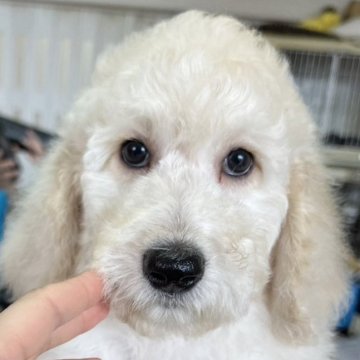 スタンダードプードル【愛知県・女の子・2024年1月22日・クリーム又はホワイト】の写真「６匹兄弟で毎日元気に遊んでます😊」
