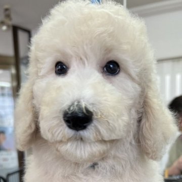 スタンダードプードル【愛知県・男の子・2024年1月22日・クリーム又はホワイト】の写真「６匹兄弟で毎日元気に遊んでます😊」