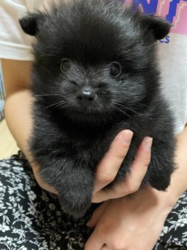 ポメラニアン【愛知県・男の子・2022年4月5日・ブラック】の写真「子熊のような可愛さです❗️☺️」