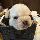 フレンチブルドッグ