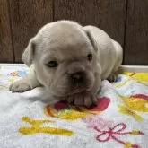フレンチブルドッグ