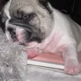 フレンチブルドッグ【長崎県・女の子・2025年11月29日・パイド(フォーンパイド)】の写真3