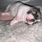 フレンチブルドッグ【長崎県・女の子・2025年11月29日・パイド(フォーンパイド)】の写真9