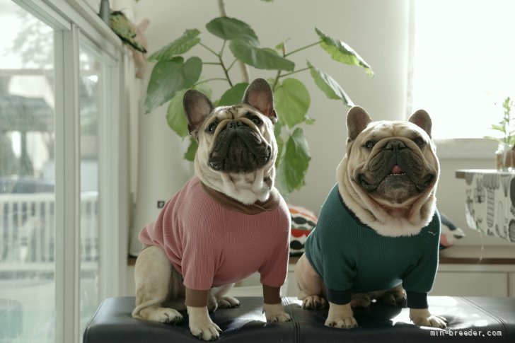 上野　恭嗣(うえの　やすし)ブリーダー(京都府・フレンチブルドッグ・JKC登録)の紹介写真2