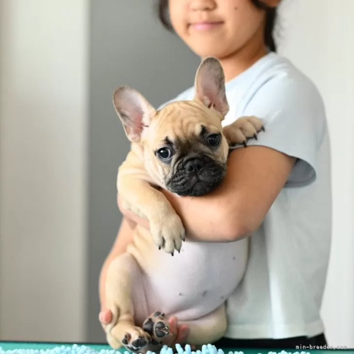 ID：2407-03583の子犬