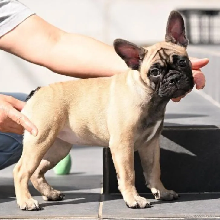 ID：2209-01439の子犬