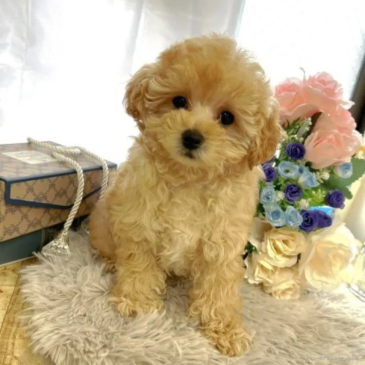 ID:2301-04162の子犬