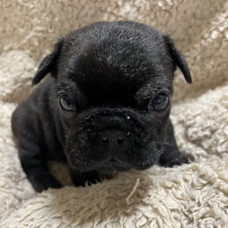 ID:2412-04032の子犬