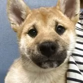 柴犬(標準サイズ)【岐阜県・男の子・2025年2月6日・あか】の写真1「スクスク成長中！体重が5kg程になってきました🐶」