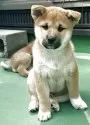 柴犬(標準サイズ)【岐阜県・男の子・2025年2月6日・あか】の写真3