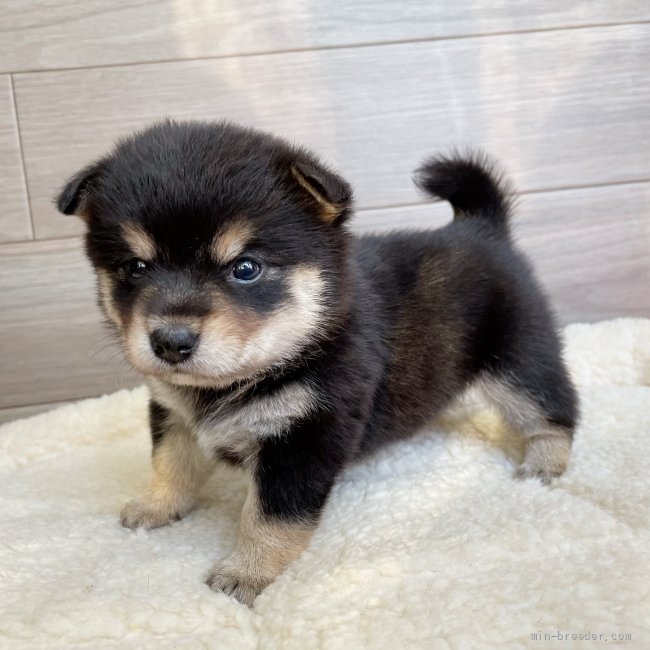 素敵なわんちゃんとの出会いがありますように♫｜小嶋　基義(こじま　もとよし)ブリーダー(千葉県・JKC登録)の紹介写真5