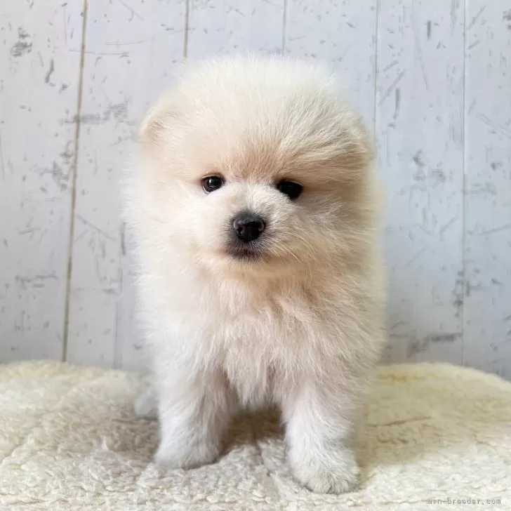 みゆ 様のお迎えした子犬