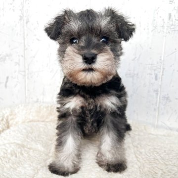 ミニチュアシュナウザー【千葉県・女の子・2025年10月25日・ソルト&ペッパー】の写真「綺麗なお顔立ち☆」