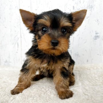 ヨークシャーテリア【千葉県・女の子・2025年4月10日・スティールブルー&タン】の写真「容姿端麗な女の子♪」