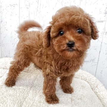 トイプードル(トイ)【千葉県・女の子・2025年10月10日・レッド】の写真「まるまるふわふわ健康的な美人ちゃん♫」