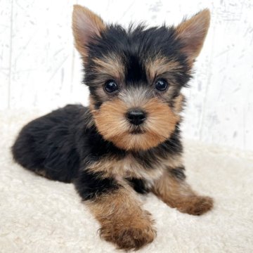 ヨークシャーテリア【千葉県・男の子・2025年5月2日・スティールブルー&タン】の写真「端正でキリッとしたお顔立ち☆」