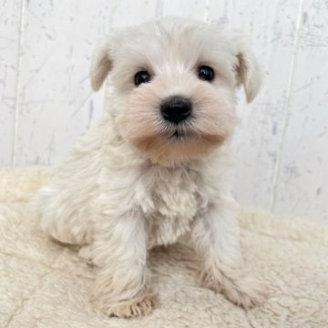 ミニチュアシュナウザー【千葉県・男の子・2025年10月25日・ホワイト】の写真「希少なホワイトシュナくん☆」