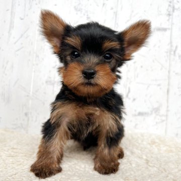 ヨークシャーテリア【千葉県・男の子・2025年4月10日・スティールブルー&タン】の写真「整い過ぎたハンサムくん☆」