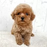 トイプードル(トイ)