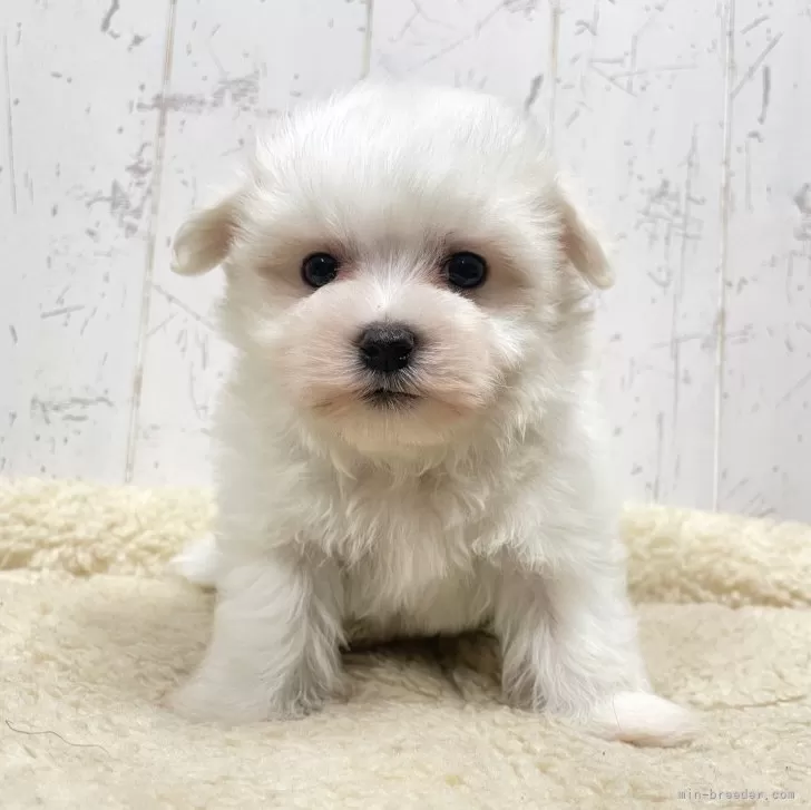ID:2402-05799の子犬