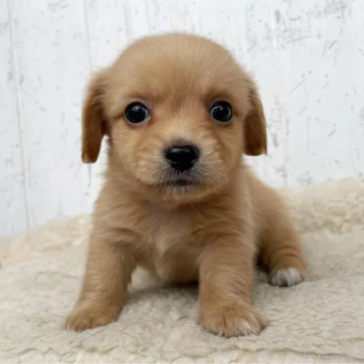 ID：2404-05461の子犬