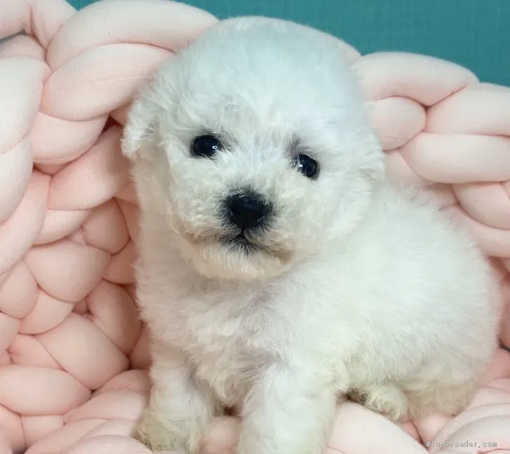 ID：2106-02880の子犬