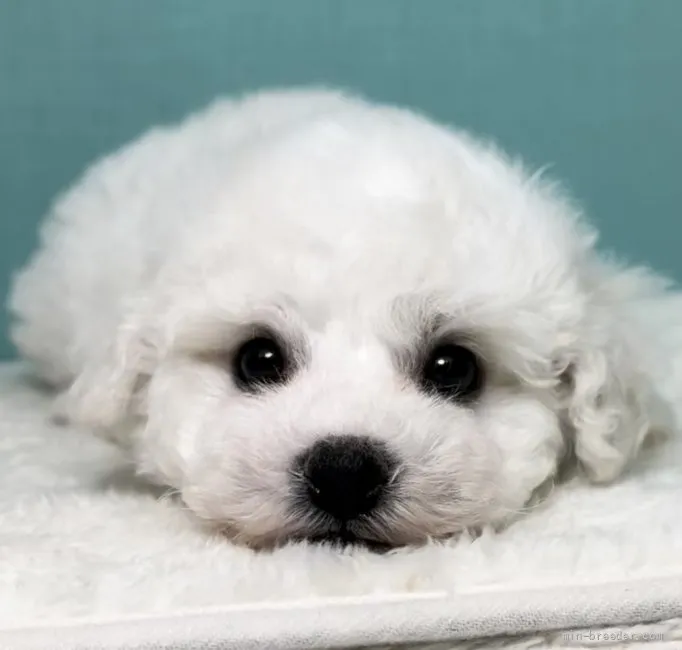 ID：2110-03123の子犬