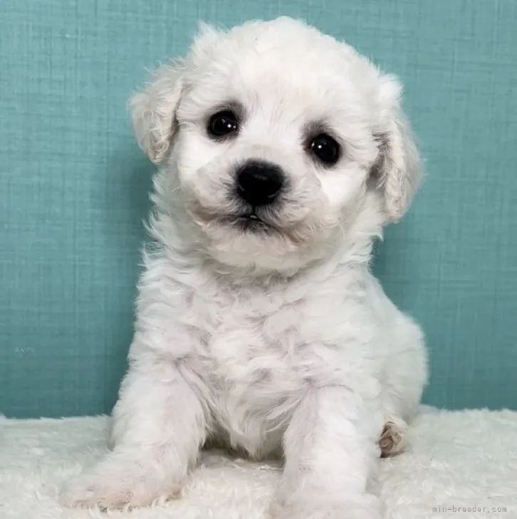 ID:2309-00120の子犬