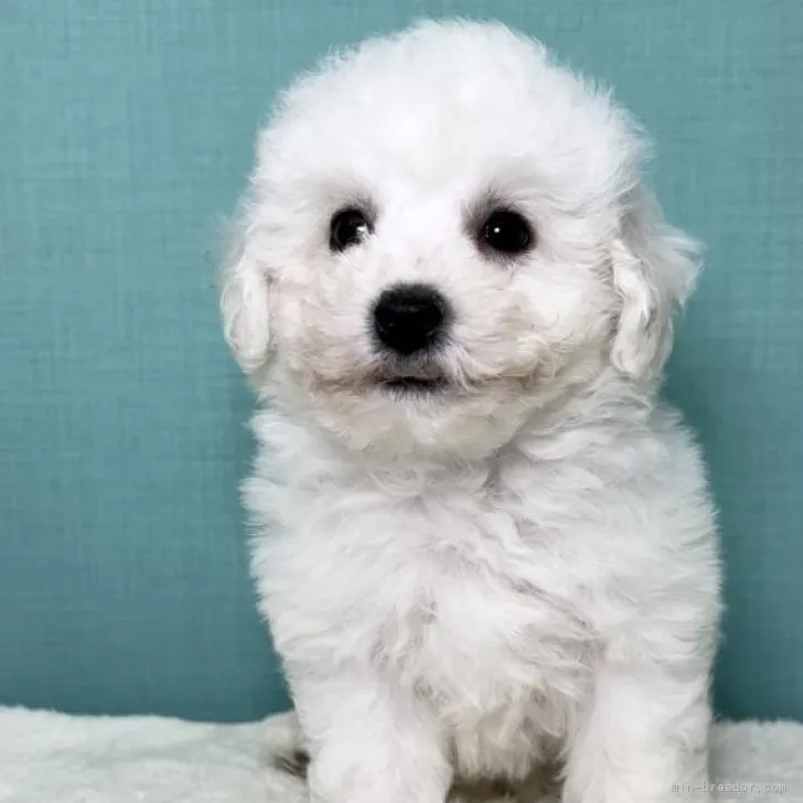 ID:2210-03337の子犬