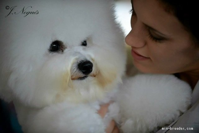 ビションフリーゼ【・男の子・2013年7月11日・ホワイト】