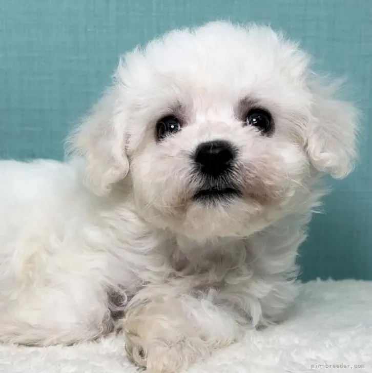 ID：2212-03584の子犬