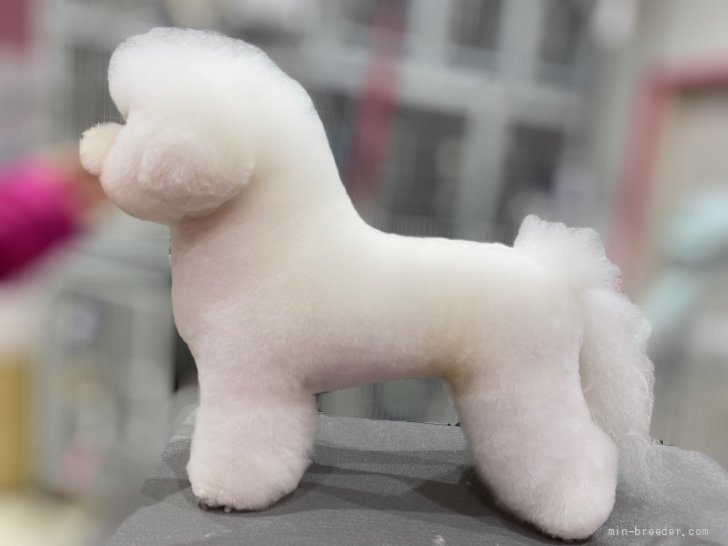 ビションフリーゼ【・男の子・2020年3月20日・ホワイト】