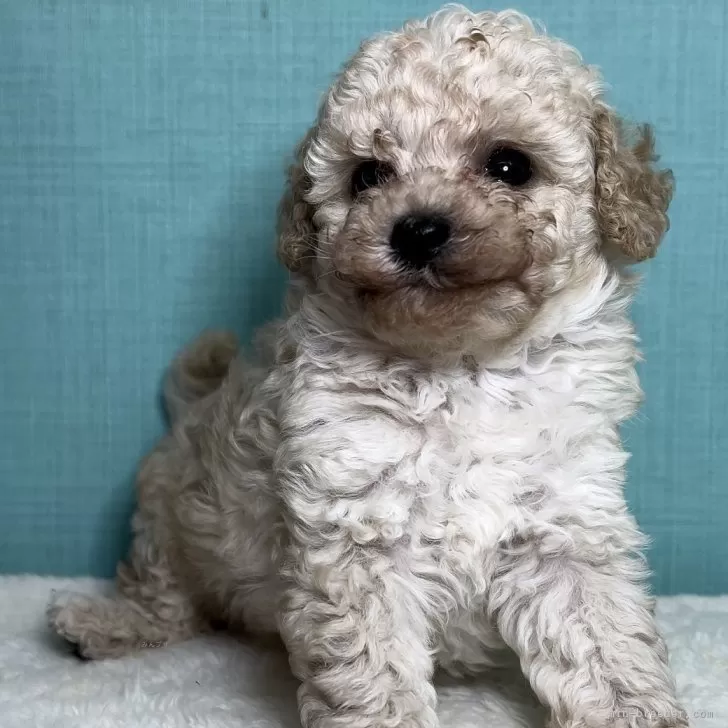 ID:2409-08240の子犬
