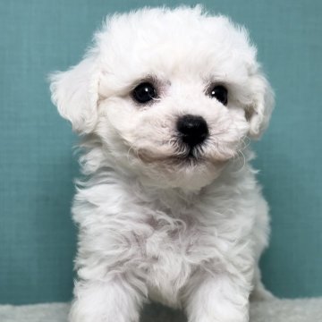 ビションフリーゼ【宮城県・男の子・2024年5月22日・ホワイト】の写真「ジュミズワールド ビションフリーゼ」