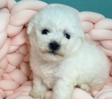 ビションフリーゼ【宮城県・女の子・2021年5月20日・ホワイト】の写真「ジュミズワールド ビションフリーゼ」