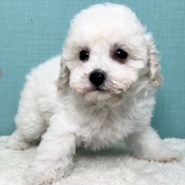 トイプードル(タイニー)【宮城県・男の子・2023年6月6日・ホワイト】の写真「ジュミズワールド プードル」