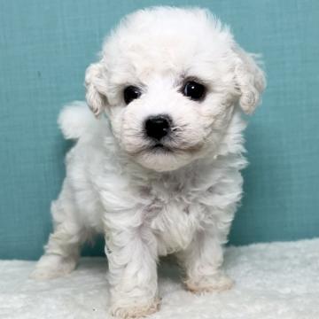 ビションフリーゼ【宮城県・女の子・2022年6月1日・ホワイト】の写真「ジュミズワールド ビションフリーゼ」