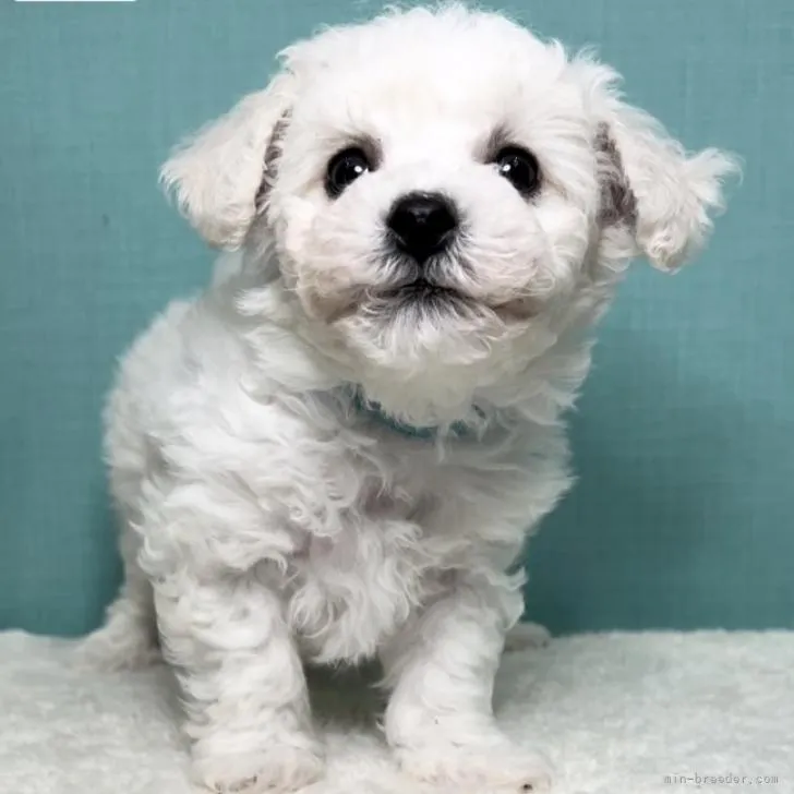 ID:2211-04230の子犬