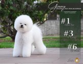 ビションフリーゼ【・男の子・2019年12月31日・ホワイト】「母犬:ヨーロッパ３ヶ国チャンピオン。インナーナショナルチャンピオン。ヨーロピアンウイナー」