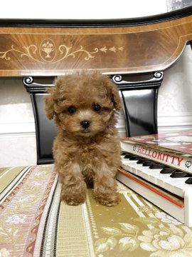 トイプードル(ティーカップ)【香川県・女の子・2025年10月3日・レッド】の写真「トイレも上手にできています。」