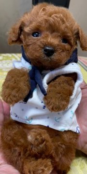 トイプードル(ティーカップ)【香川県・男の子・2021年8月15日・レッド】の写真「毛量たっぷり、おめめ真ん丸くん」