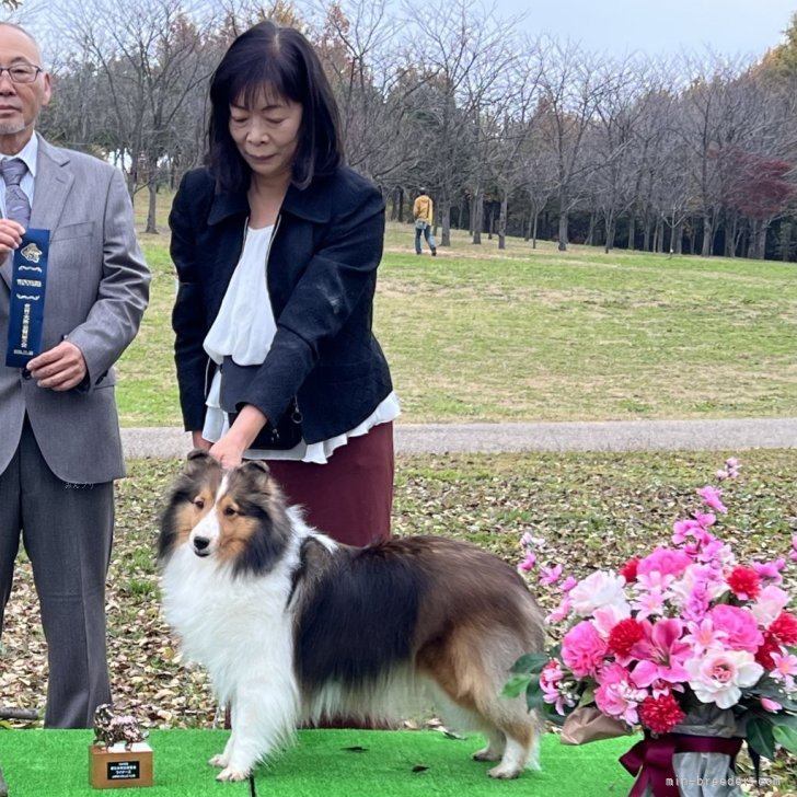 澤田志保子ブリーダー